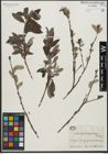 Foto von Salix gracilistyla Miq.